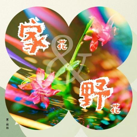 家花和野花歌