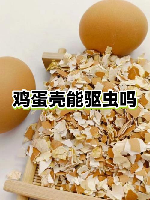 鸡蛋壳功效与作用