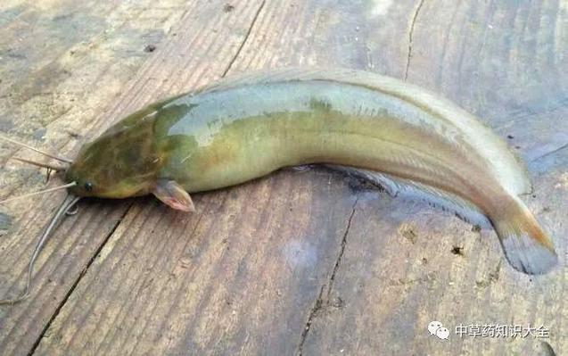 宝宝学钧鱼