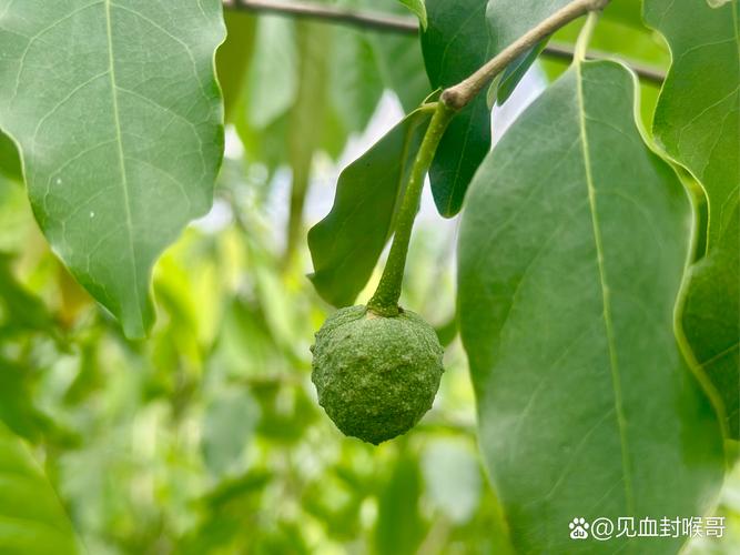 奇艺果下截