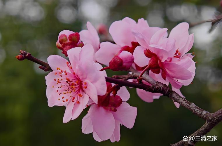 樱花与梅花有剧毒吗