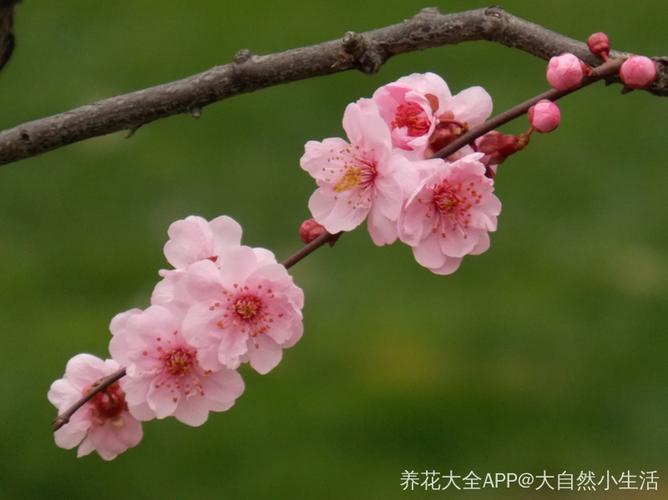 樱花与梅花有剧毒吗截图2
