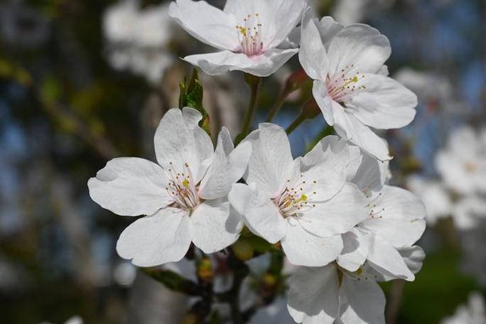 樱花与梅花有剧毒吗截图3