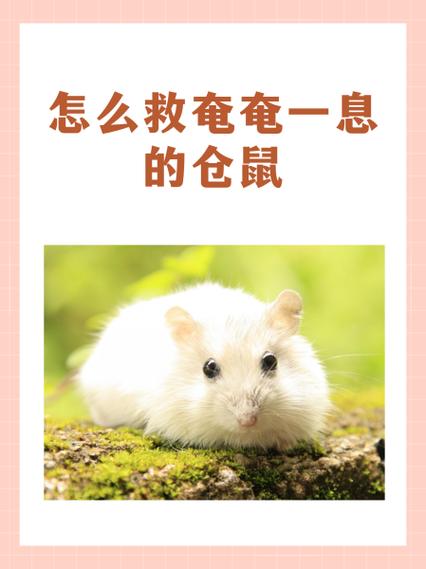 仓鼠跑了几天死