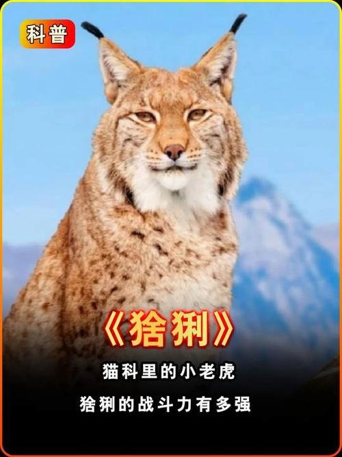 猞猁的战斗力有多强