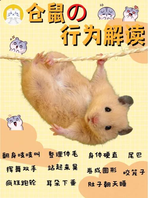 鼠宝是什么