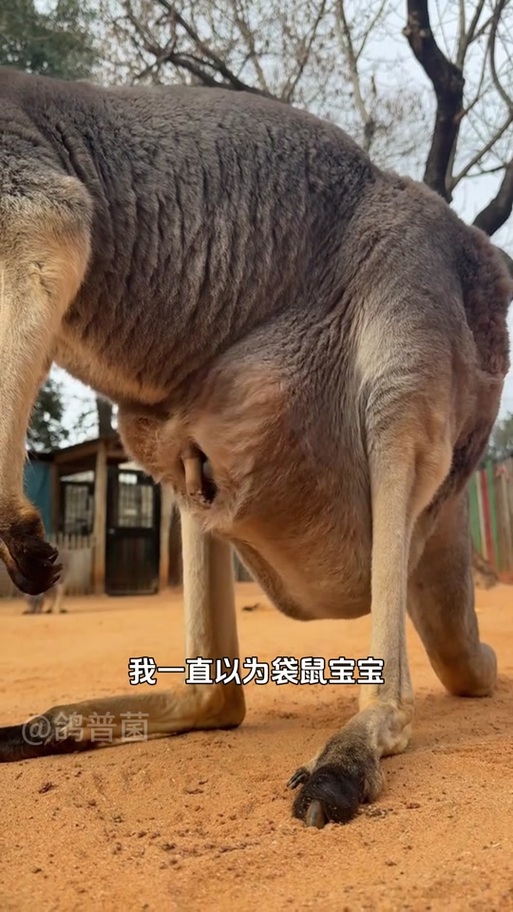 袋鼠宝宝在育儿袋里呆多长时间