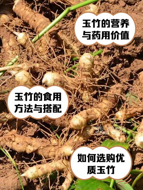 盘玉竹多久上一次油