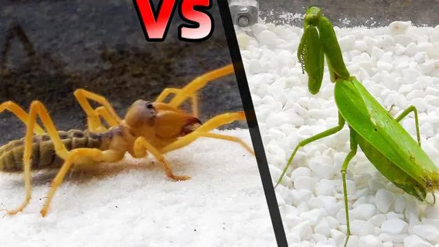 螳螂vs避日蛛