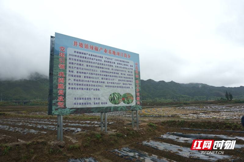 怎样才能进入红网