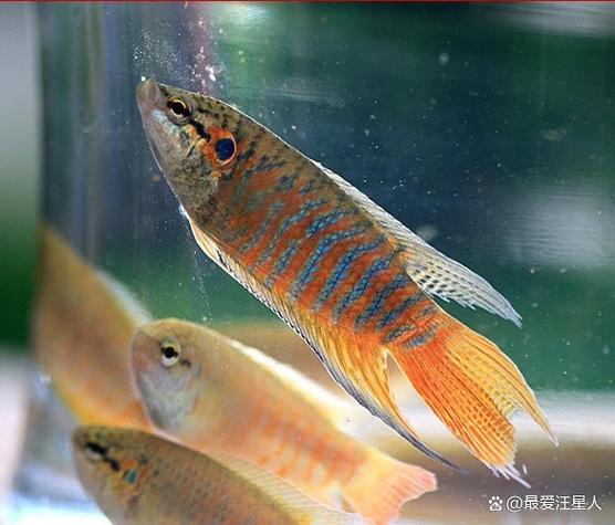 中国斗鱼可以几天不吃