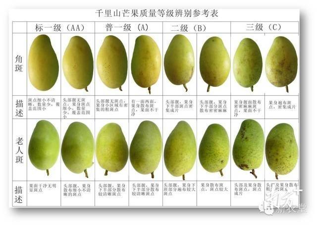 芒果分类