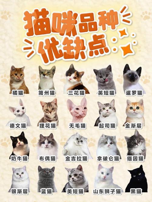 喵喵几级进化成为猫老大