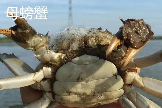 螃蟹的腿可以再生吗