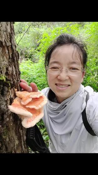梨树蘑菇图片大全