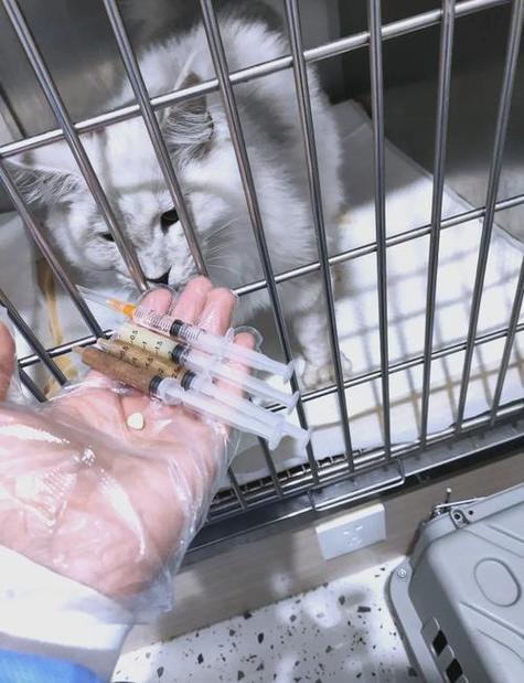 接生小猫需要准备哪些东西