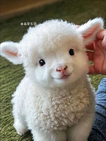 咩咩羊叫什么