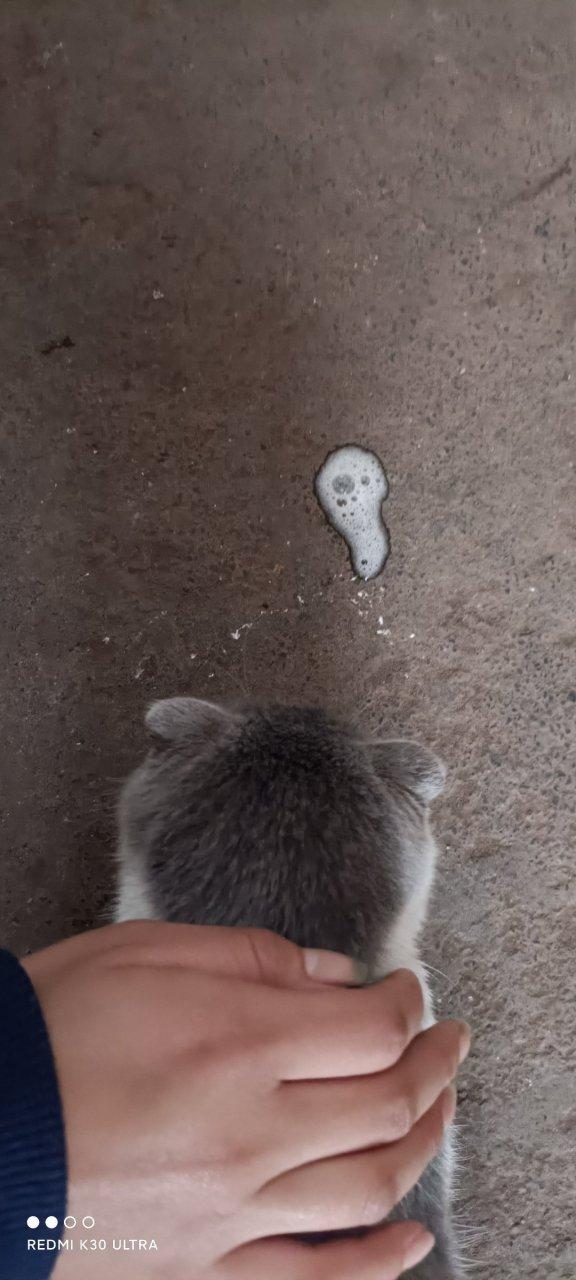 猫呕吐白沫是什么原因引起