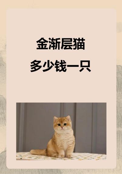 英短金渐层多少钱