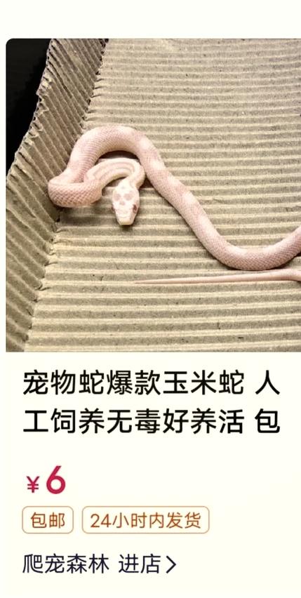无毒宠物蛇价格表大全