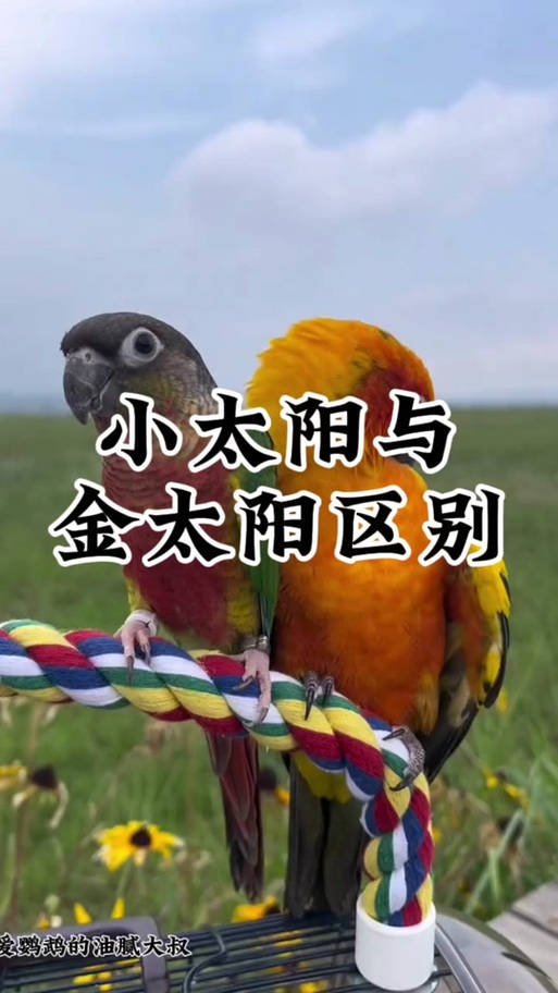 金太阳官网