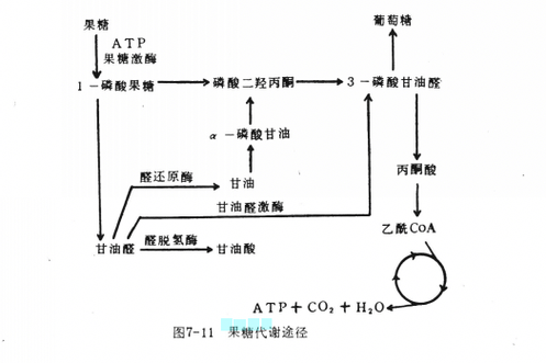 人体为什么代谢不了果糖