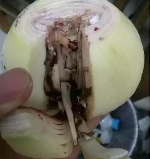 洋葱切开变黑