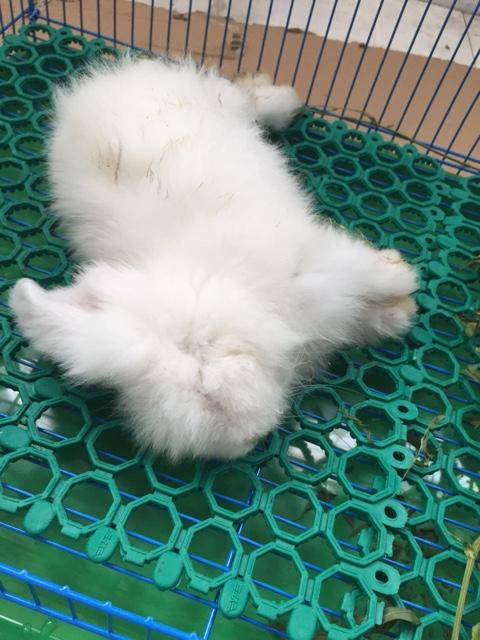 小白兔商家