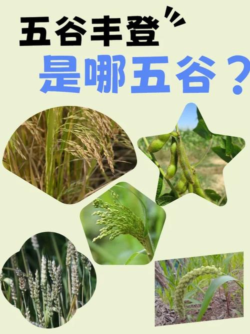 五谷杂粮是指哪五谷