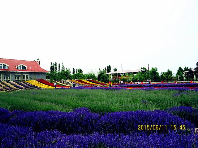 世界四大薰衣草基地