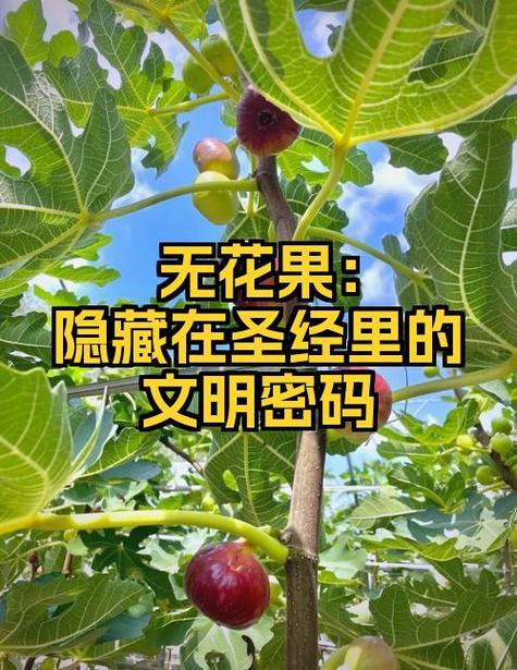 奇妙智慧书白嫖奇妙果