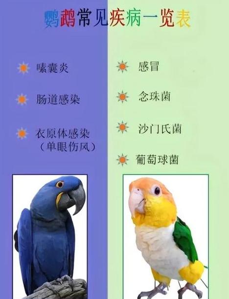 鹦鹉怀孕了有什么反应