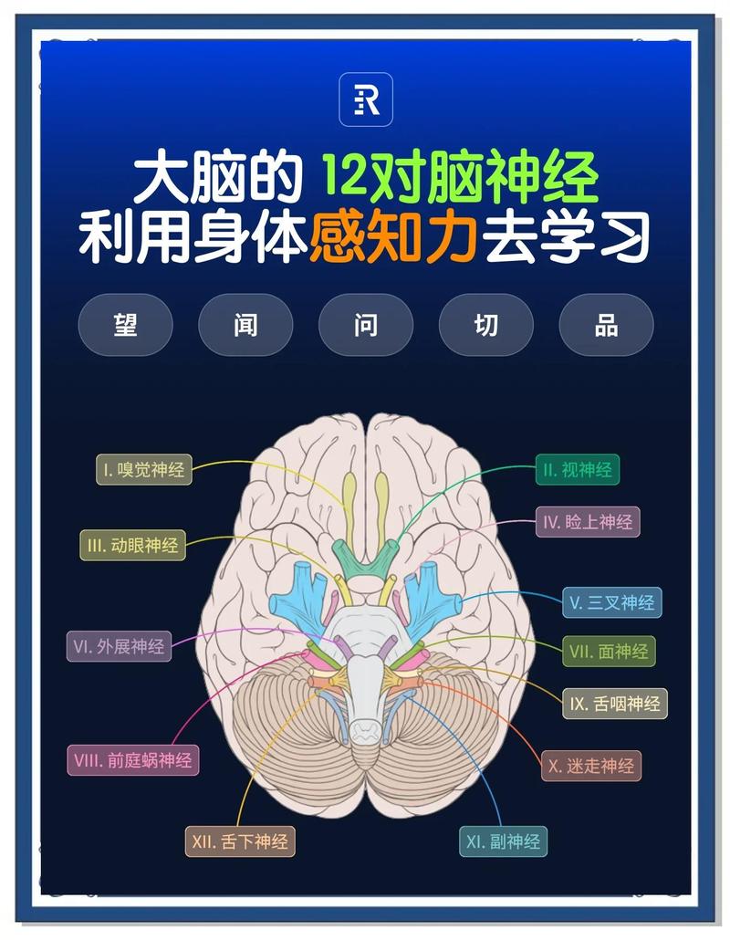brainpower怎么读