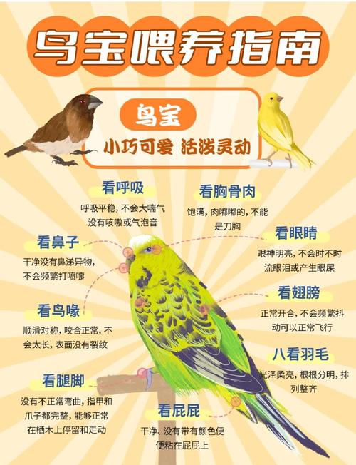 十大手养鸟