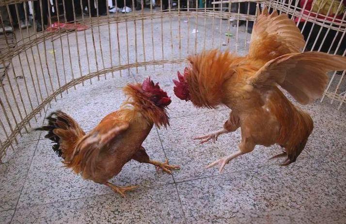公鸡打架的解决方法截图3