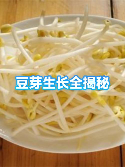 网红豆芽妹真名叫什么