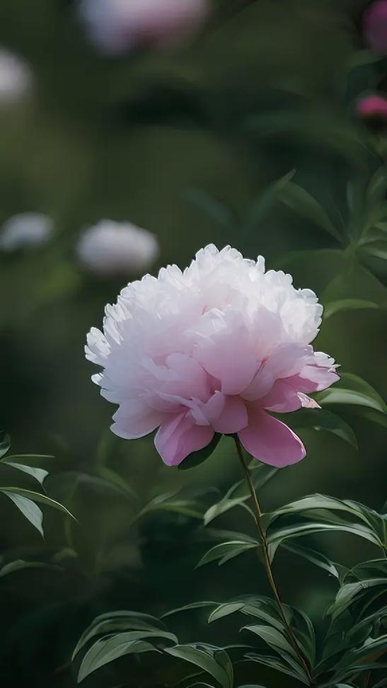 芍药花图片