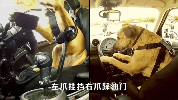 换挡翻车表情包gif截图2