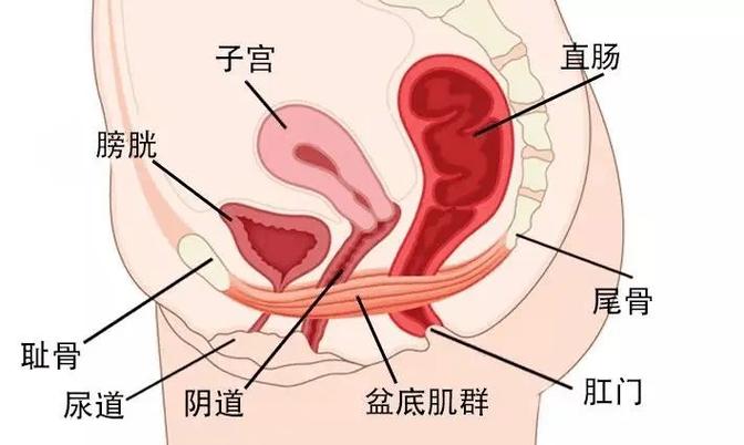 盆底松弛怎么治疗