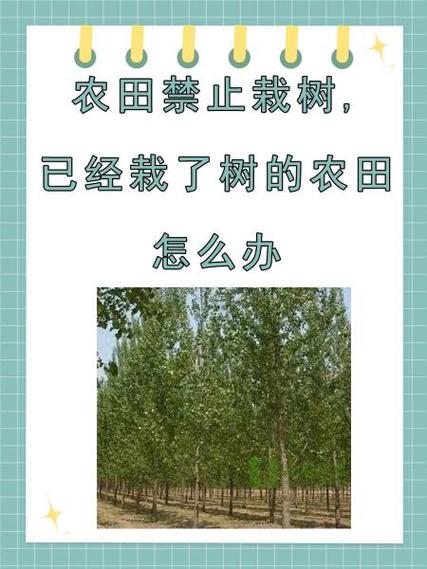 耕地种树合法吗