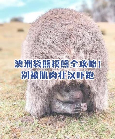袋熊能摸吗