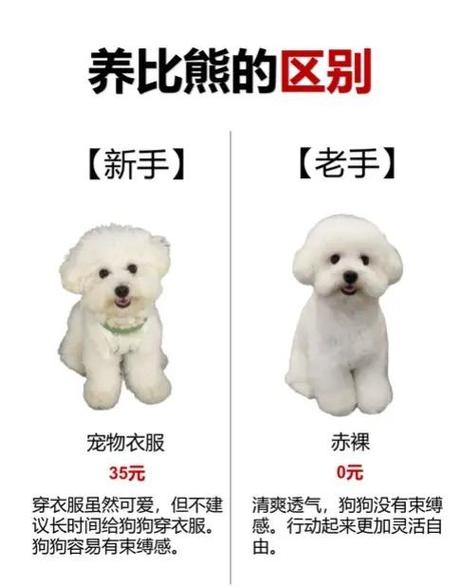 比熊犬的喂养方法