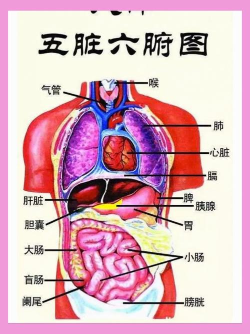 熊曰翻译器官网入口