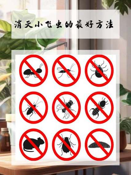 怎么快速消灭小飞虫