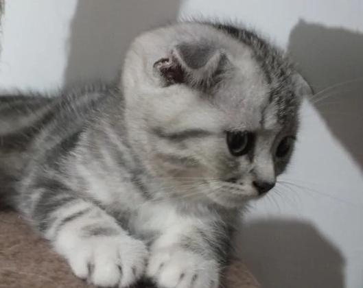 加菲猫平时要注意什么