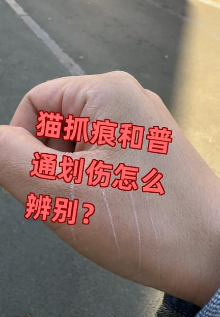 只有一条划痕可能是猫抓的吗