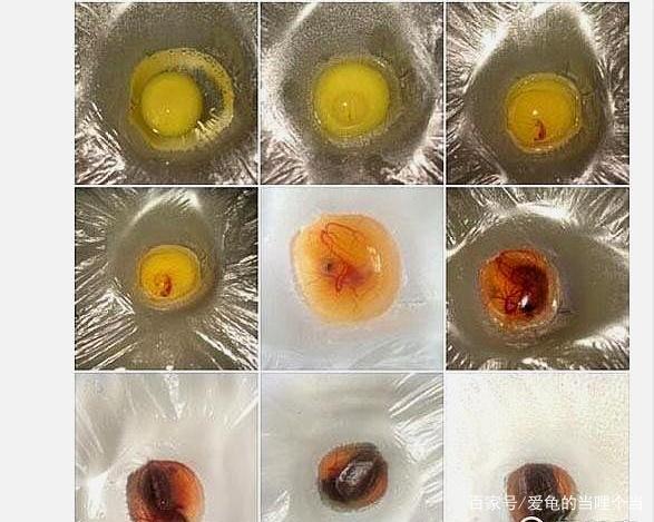 乌龟蛋孵化多少天
