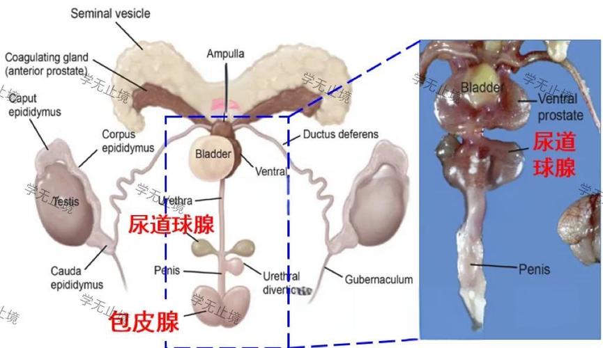 球部在哪个位置