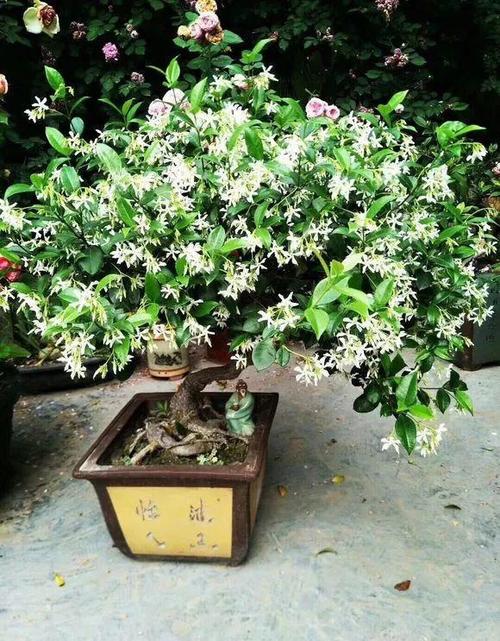 风车茉莉盆栽适合用多大的盆