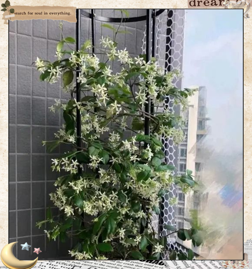 风车茉莉盆栽适合用多大的盆截图2